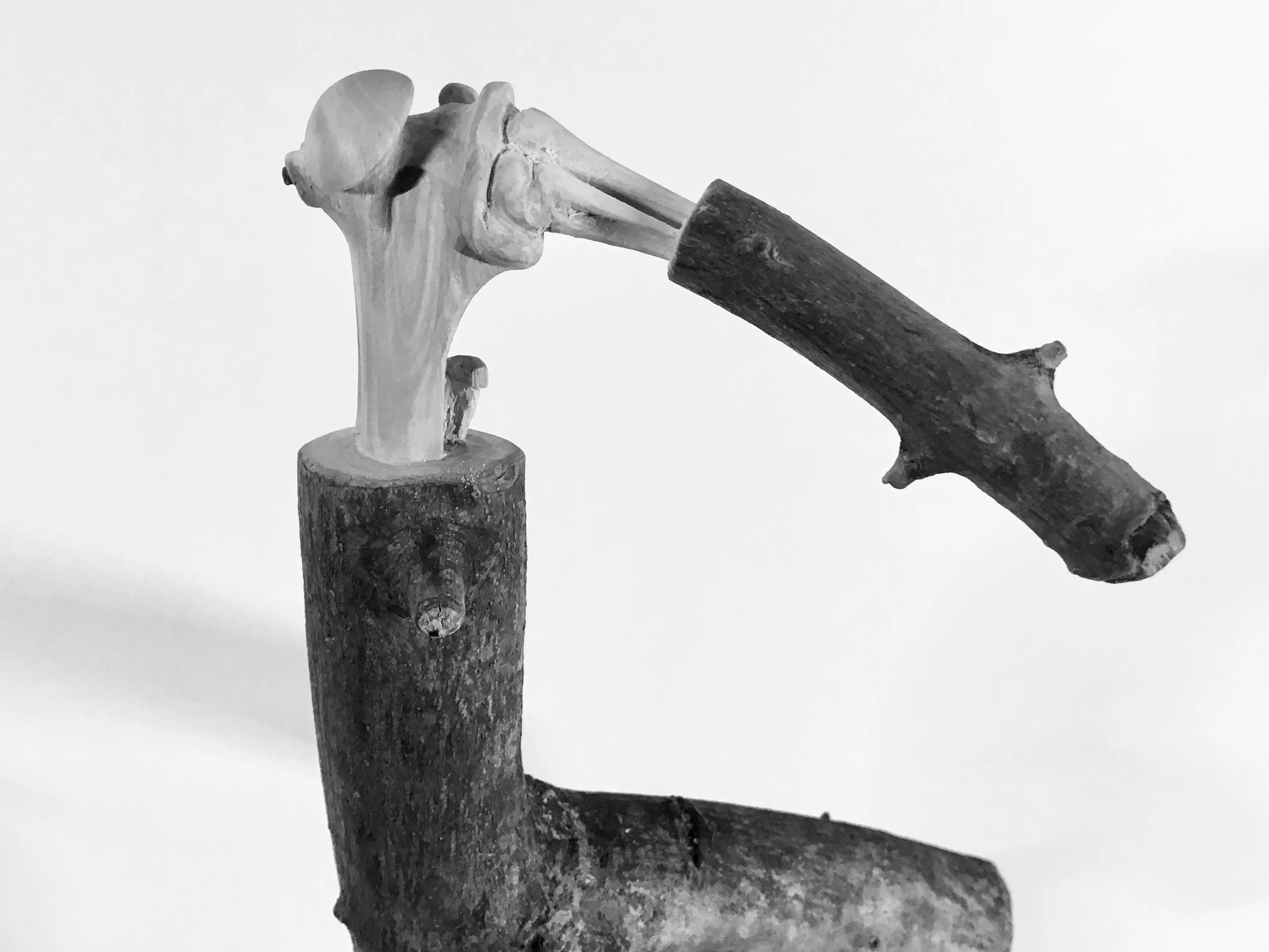 Anatomy 1 — Articulation