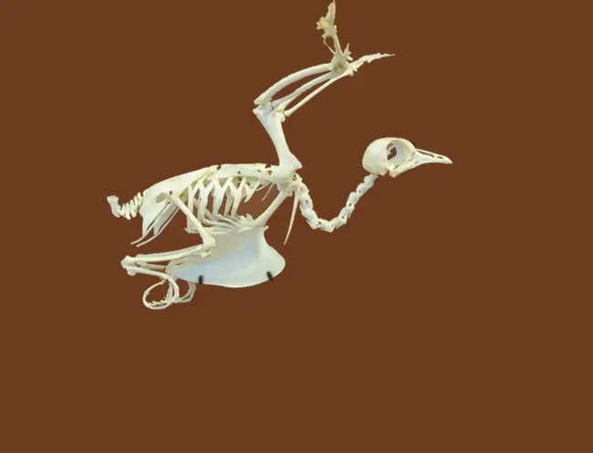 oiseau